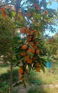 خریدار خرمالو