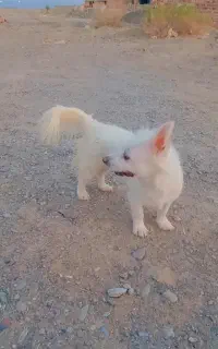 سگ پاکوتا