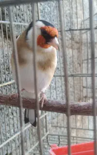 جوجه سهره. نر کال