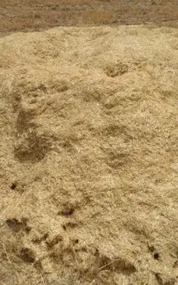 کاه گندم (کاسپیت)