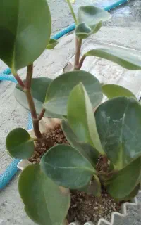 دوتاگل قاشقی