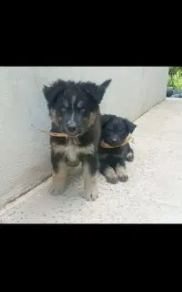 توله سگ گمشده