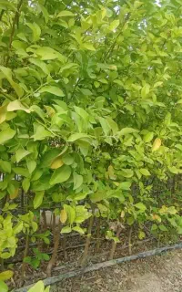 نهال(بکرائی)تلخوک