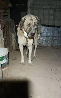 واگذاری سگ نگهبان
