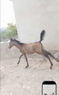کره سردم گیر ۶ ماهه