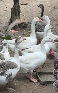 فروش غاز محلی نر و ماده بالغ