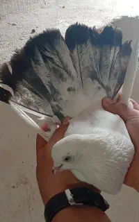کبوتر پرشی و بالارو
