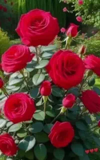 سم پاشی منزل باغبانی 700 هرس نظافت اچارفرانس