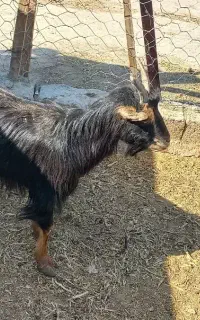 بز خلج.آبستن.