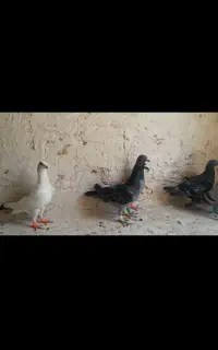 کبوتر پرشی
