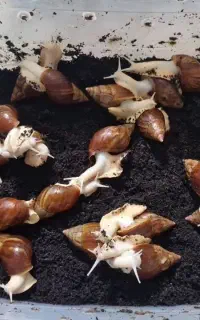 فروش حلزون آچاتیا