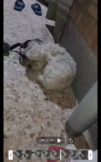 فروش سگ شیتزو نر