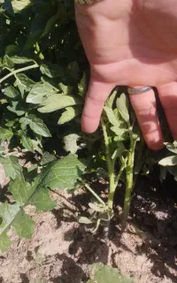 نهال فلفل دلمه و گوجه  بذر مبیل فرانسه ترشو گوشتی