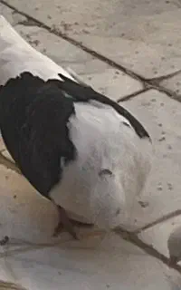 کبوتر پشتدار