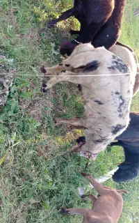 فروش بره نر پلنگی