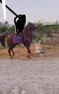 اسب