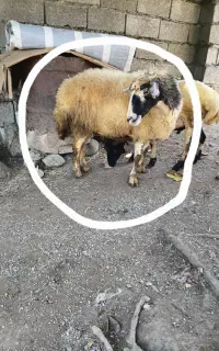 گوسفند ماده