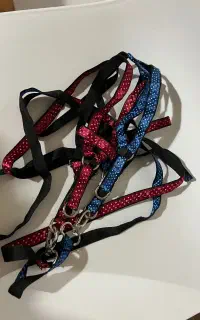 قلاده سگ‌ و گربه