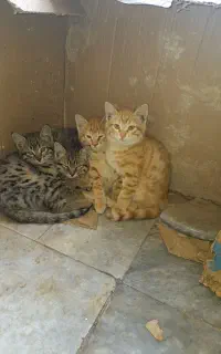 واگذاری سه بچه گربه شیطون