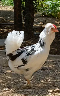 مرغ گلین
