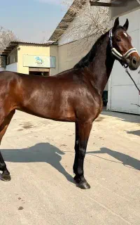 پانسیون اسب بصورت حرفه ایی