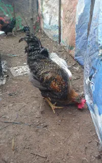 خروس جوان و بزرگ