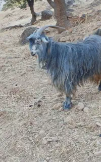 بهده