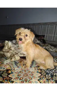 سگ ماده
