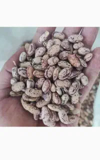 حبوبات  ایرانی  کیسه ۲۵کیلویی