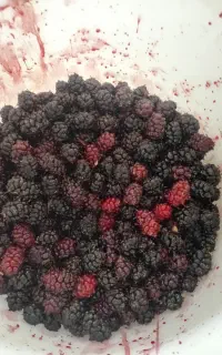 شاتوت تازه