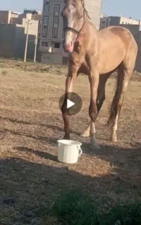 اسب پا شکسته