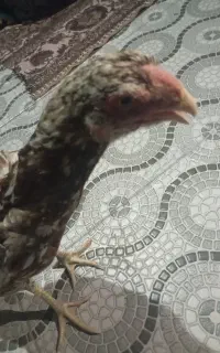 مرغ افغان
