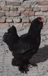 دوعدد مرغ مرندی