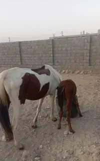 اسب مادیان 7ساله وکره 2ماهه کره بی باک طوس