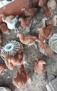 جوجه محلی (امپراتور و محلی )