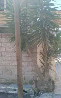 چهارعدد.درخت یوکا سالم وسرحال قیمت توافقی