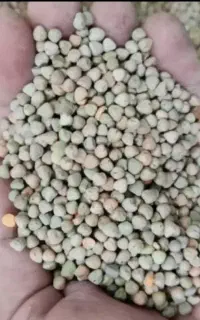 فروش گاودانه (کروشنه)