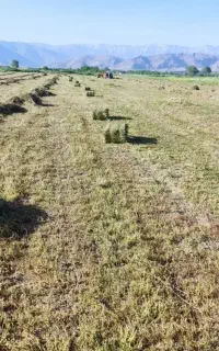 فروش  پرس علف اوت مغان تازه