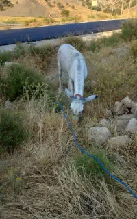 فروش الاغ نر جوان