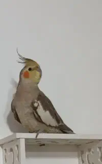 عروس هلندی گمشده