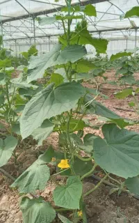 کارگر در گلخونه خیار
