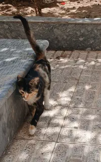 چهار عدد گربه