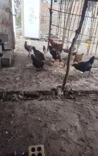 مرغ و خروس محلی اصل