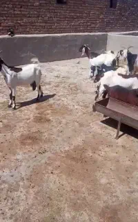بز‌جوان