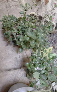 گل فروشی