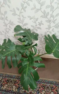 گیاه برگ انجیری مانسترا