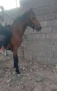 نریان ترکمن۲ساله بی مدرک تازه سواری شده
