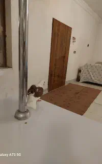 پرنده
