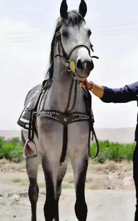 مکمل رشد قدی اسب