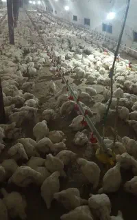 کار در مرغداری گوشتی